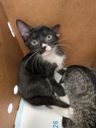 Shelter Stray Male Cat last seen Near Fairburn Road SW, Atlanta, GA, 1251 Fulton Industrial Blvd NW, Atlanta, GA 30336, USA
