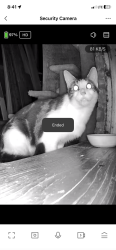 Found/Stray Unknown Cat last seen Dumbarton Rd/Ginter St/Impala Dr, Richmond, VA 23228
