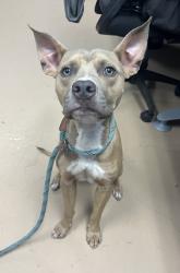 Shelter Stray Male Dog last seen , , GA, 3280 Chamblee Dunwoody Rd, Chamblee, GA 30341, USA