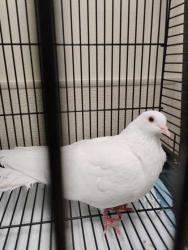 Shelter Stray Unknown Dove last seen Near E. Section St, Mount Vernon, WA, 18911 Kelleher Rd, Burlington, WA 98233, USA