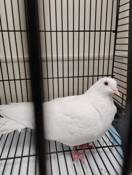 Shelter Stray Unknown Dove last seen Near E. Section St, Mount Vernon, WA, 18911 Kelleher Rd, Burlington, WA 98233, USA