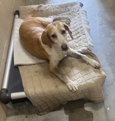 Shelter Stray Female Dog last seen Near Spring Plains road, Berkeley County, SC, 2455 Remount Rd, North Charleston, SC 29406, USA