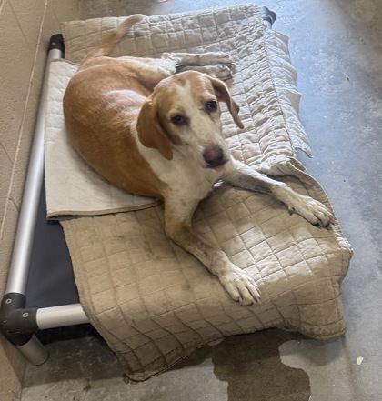 Shelter Stray Female Dog last seen Near Spring Plains road, Berkeley County, SC, 2455 Remount Rd, North Charleston, SC 29406, USA