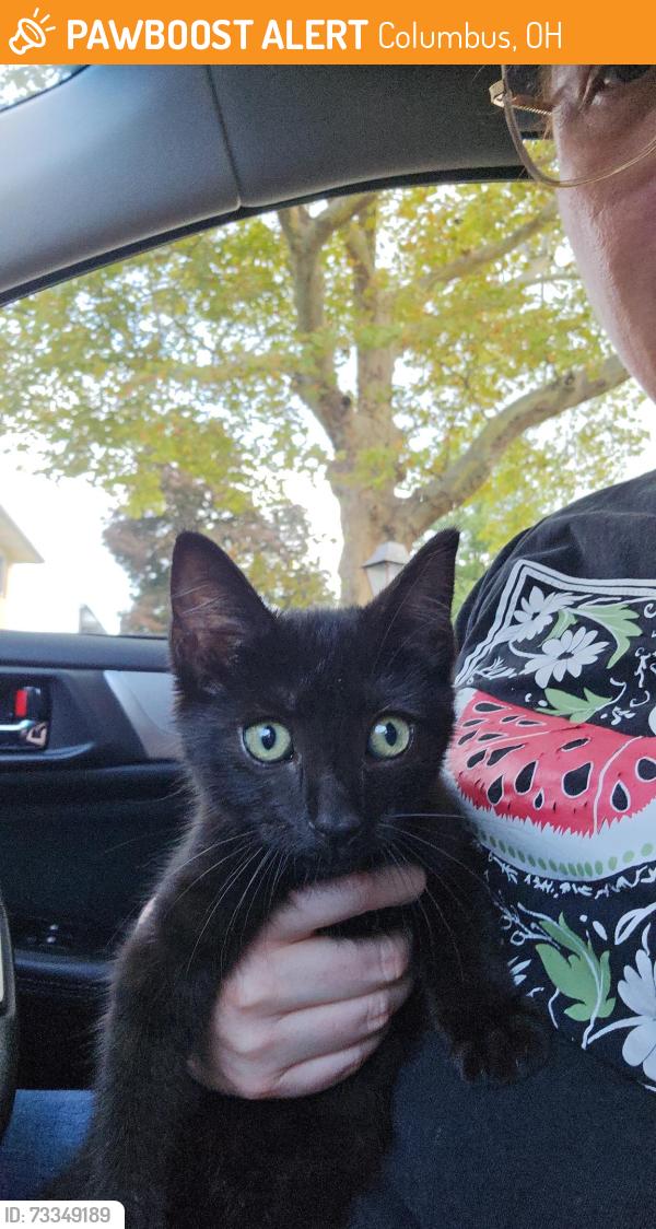 Found/Stray Unknown Cat last seen Hazelwood Rd, Columbus, OH 43229