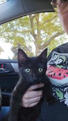 Found/Stray Unknown Cat last seen Hazelwood Rd, Columbus, OH 43229