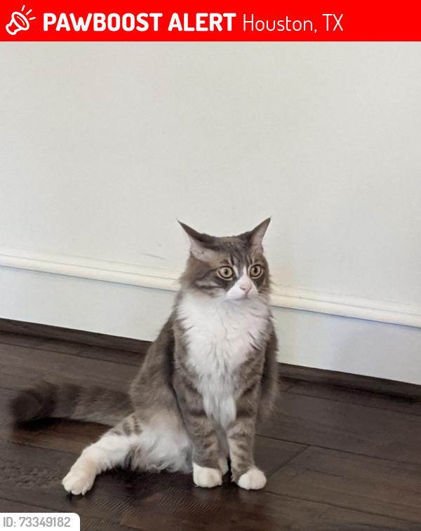 Lost Male Cat last seen Kirkwood and Memorial Dr., Houston, TX 77079