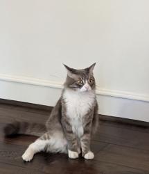 Lost Male Cat last seen Kirkwood and Memorial Dr., Houston, TX 77079