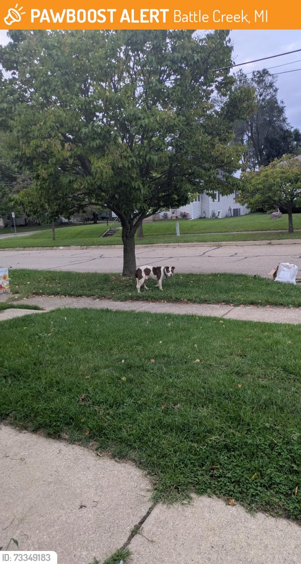 Found/Stray Male Dog last seen W Kingman, Battle Creek, MI 49014