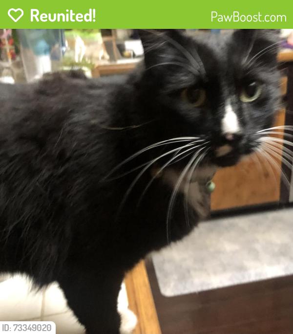 Reunited Male Cat last seen Golden Lantern, Dana Point, CA 92629