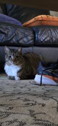 Lost Female Cat last seen Carisbrooke Subdivision, Greer, SC 29650