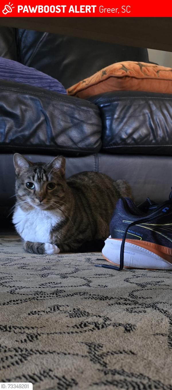 Lost Female Cat last seen Carisbrooke Subdivision, Greer, SC 29650
