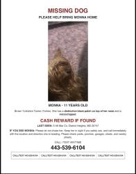 Lost Female Dog last seen S Hil Mar Cir, District Heights, MD 20747, District Heights, MD 20747