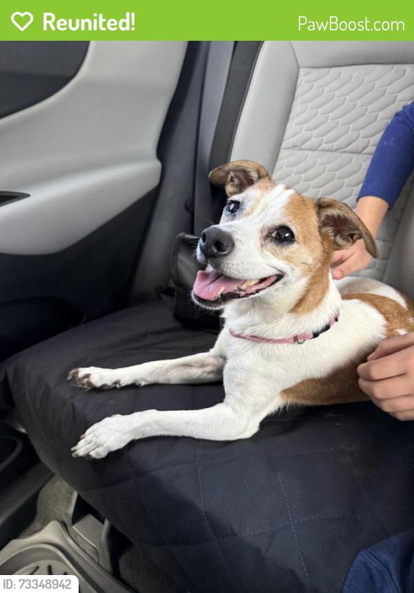 Reunited Female Dog last seen Hightower and Rufe Snow, Watauga, TX 76148