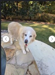 Reunited Female Dog last seen Legacy Park Rd Verdae, Greenville, SC 29607