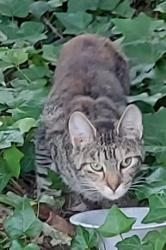 Found/Stray Unknown Cat last seen Harry's Hot Dogs, Coatesville, PA 19320