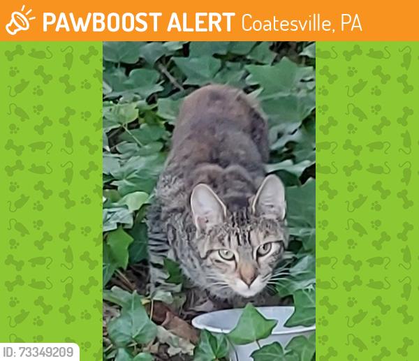 Found/Stray Unknown Cat last seen Harry's Hot Dogs, Coatesville, PA 19320