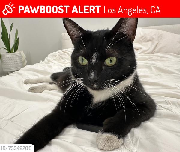 Lost Female Cat last seen Amherst and Tennessee, Los Angeles, CA 90064