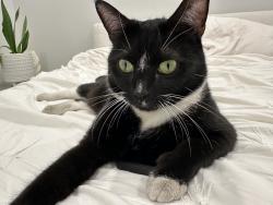 Lost Female Cat last seen Amherst and Tennessee, Los Angeles, CA 90064