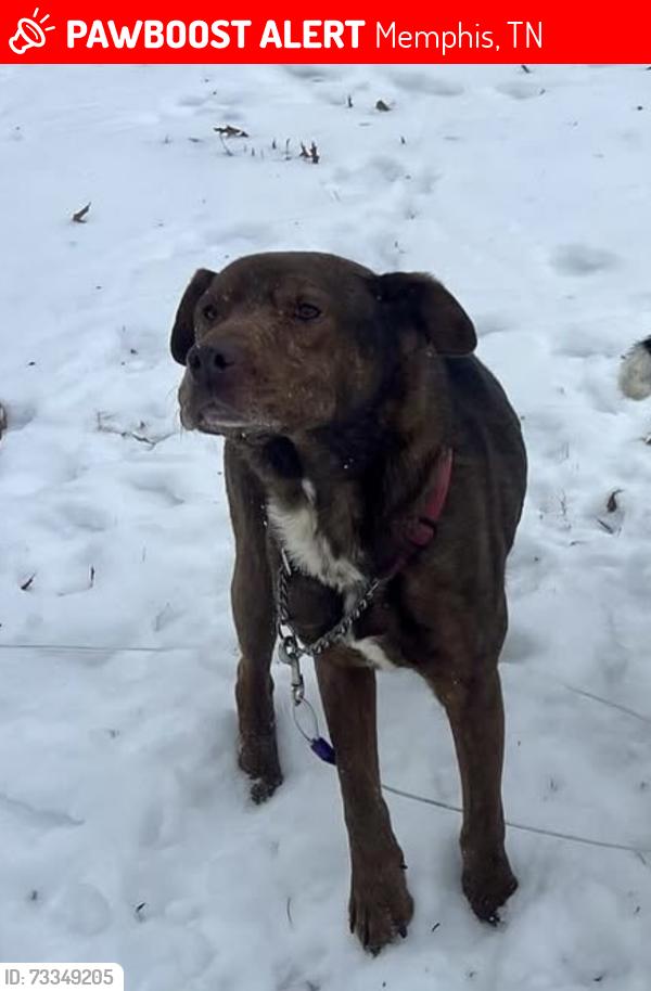 Lost Male Dog last seen Chelsea Ave, Memphis, TN 38108