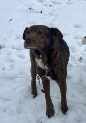 Lost Male Dog last seen Chelsea Ave, Memphis, TN 38108