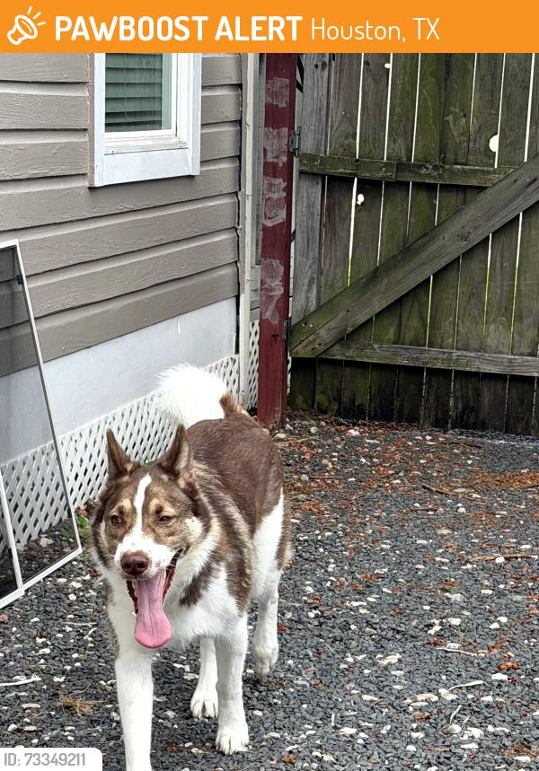 Found/Stray Male Dog last seen Airline & cavalcade, Houston, TX 77009