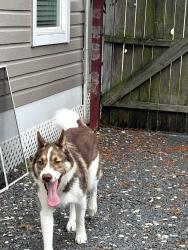 Found/Stray Male Dog last seen Airline & cavalcade, Houston, TX 77009