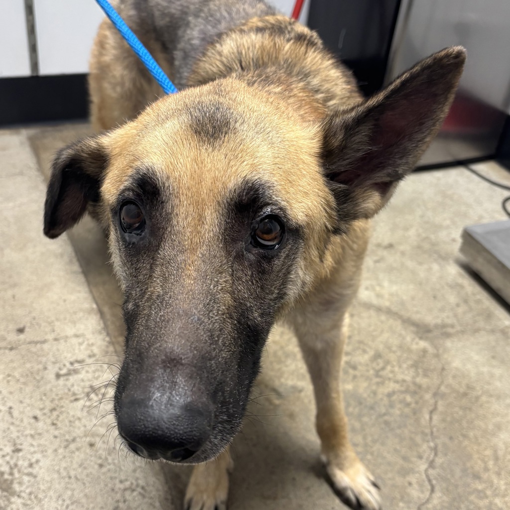 Shelter Stray Male Dog last seen Sedgwick Road, PORT ORCHARD, WA, 98366, 9167 Dickey Rd NW, Silverdale, WA 98383, USA