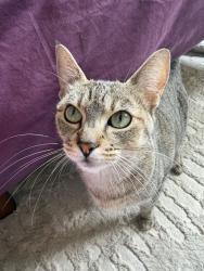 Shelter Stray Female Cat last seen OR, 1700 W Historic Columbia River Hwy, Troutdale, OR 97060, USA