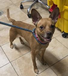 Shelter Stray Female Dog last seen SE 170th and Stark, OR, 1700 W Historic Columbia River Hwy, Troutdale, OR 97060, USA