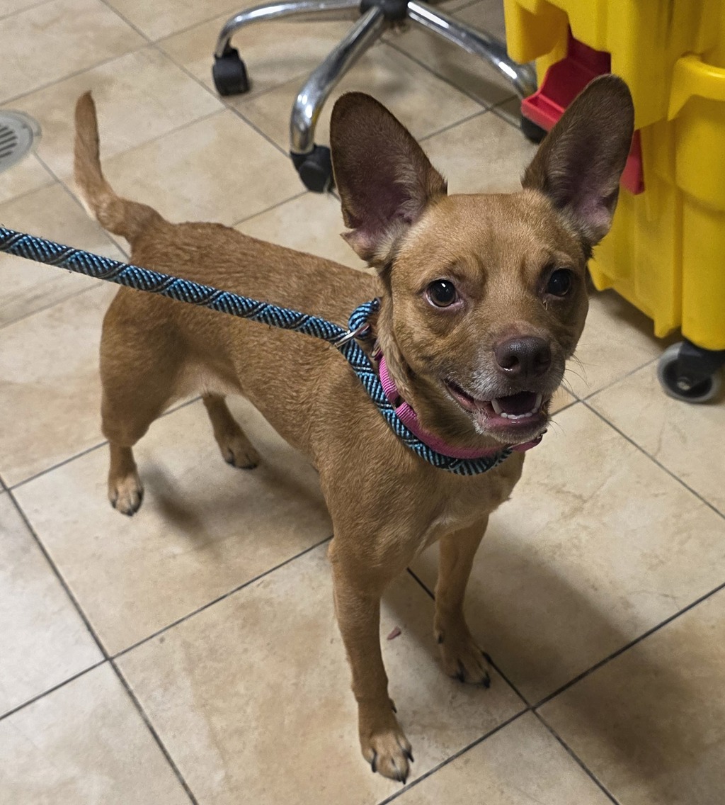 Shelter Stray Female Dog last seen SE 170th and Stark, OR, 1700 W Historic Columbia River Hwy, Troutdale, OR 97060, USA