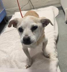 Shelter Stray Female Dog last seen 122nd / Multnomah Avenue, PORTLAND, OR, 97230, 1700 W Historic Columbia River Hwy, Troutdale, OR 97060, USA