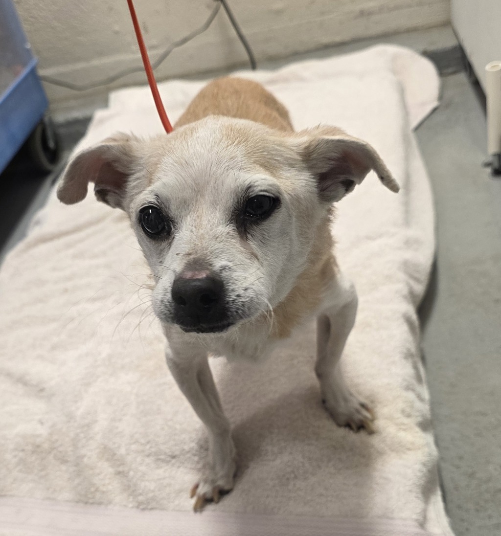 Shelter Stray Female Dog last seen 122nd / Multnomah Avenue, PORTLAND, OR, 97230, 1700 W Historic Columbia River Hwy, Troutdale, OR 97060, USA