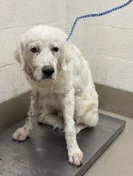 Shelter Stray Unknown Dog last seen Near Bullbrier Road, AUSTIN, TX, 78724, 7201 Levander Loop bldg a, Austin, TX 78702, USA