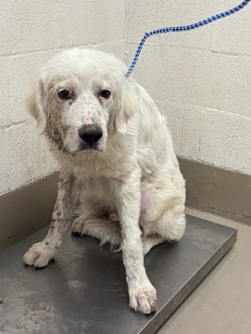 Shelter Stray Unknown Dog last seen Near Bullbrier Road, AUSTIN, TX, 78724, 7201 Levander Loop bldg a, Austin, TX 78702, USA