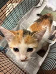 Shelter Stray Female Cat last seen Near Burnet Road, AUSTIN, TX, 78756, 7201 Levander Loop bldg a, Austin, TX 78702, USA