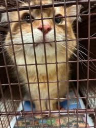 Shelter Stray Female Cat last seen Near Wood Hollow Drive, AUSTIN, TX, 78731, 7201 Levander Loop bldg a, Austin, TX 78702, USA