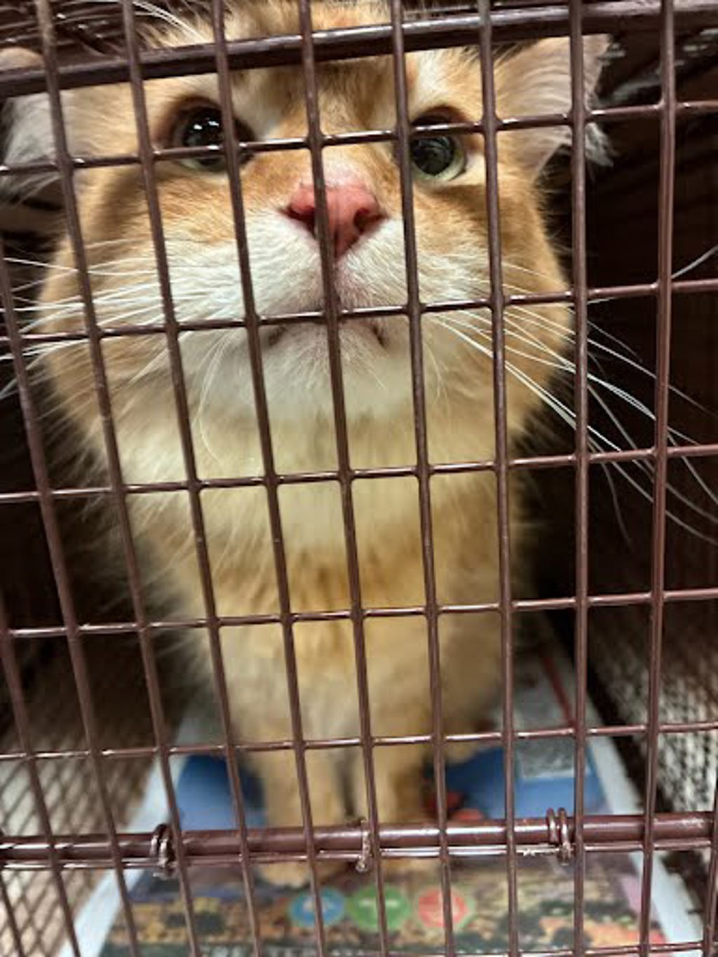 Shelter Stray Female Cat last seen Near Wood Hollow Drive, AUSTIN, TX, 78731, 7201 Levander Loop bldg a, Austin, TX 78702, USA