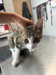 Shelter Stray Male Cat last seen Near N Grant Street, SALT LAKE CITY, UT, 84116, 511 W 3900 S, Salt Lake City, UT 84123, USA
