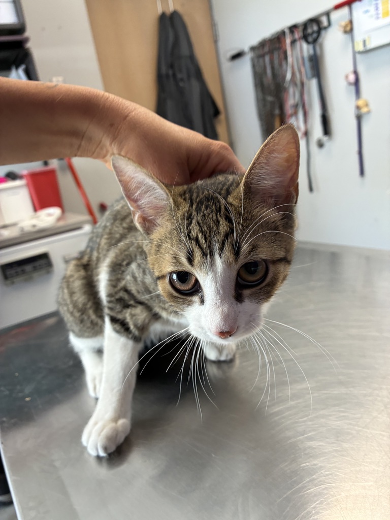 Shelter Stray Male Cat last seen Near N Grant Street, SALT LAKE CITY, UT, 84116, 511 W 3900 S, Salt Lake City, UT 84123, USA