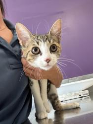 Shelter Stray Female Cat last seen Near N Grant Street, SALT LAKE CITY, UT, 84116, 511 W 3900 S, Salt Lake City, UT 84123, USA