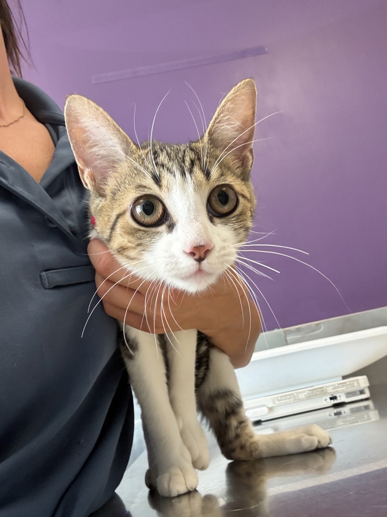 Shelter Stray Female Cat last seen Near N Grant Street, SALT LAKE CITY, UT, 84116, 511 W 3900 S, Salt Lake City, UT 84123, USA