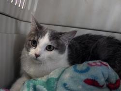 Shelter Stray Female Cat last seen Near N Grant Street, SALT LAKE CITY, UT, 84116, 511 W 3900 S, Salt Lake City, UT 84123, USA