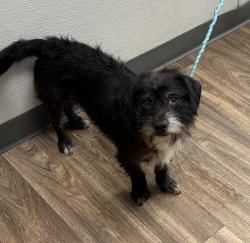 Shelter Stray Female Dog last seen High Street, La Mesa, CA, 91941, 5500 Gaines St, San Diego, CA 92110, USA