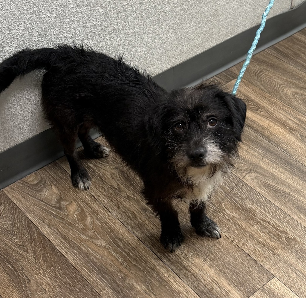 Shelter Stray Female Dog last seen High Street, La Mesa, CA, 91941, 5500 Gaines St, San Diego, CA 92110, USA