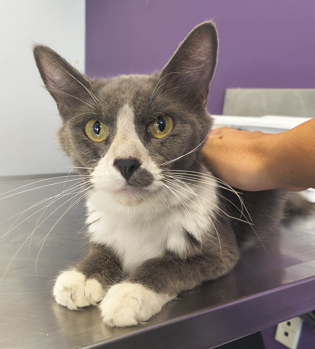 Shelter Stray Female Cat last seen Near S 700 Street W, MURRAY CITY, UT, 84123, 511 W 3900 S, Salt Lake City, UT 84123, USA