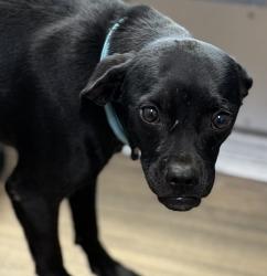 Shelter Stray Male Dog last seen Near Eider Street, San Diego, CA, 92114, 5500 Gaines St, San Diego, CA 92110, USA
