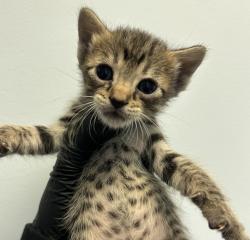 Shelter Stray Female Cat last seen Near Hutton Avenue, San Diego, CA, 92139, 5500 Gaines St, San Diego, CA 92110, USA