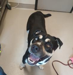Shelter Stray Male Dog last seen Colony Road, La Mesa, CA, 91942, El Cajon, CA 92020, USA