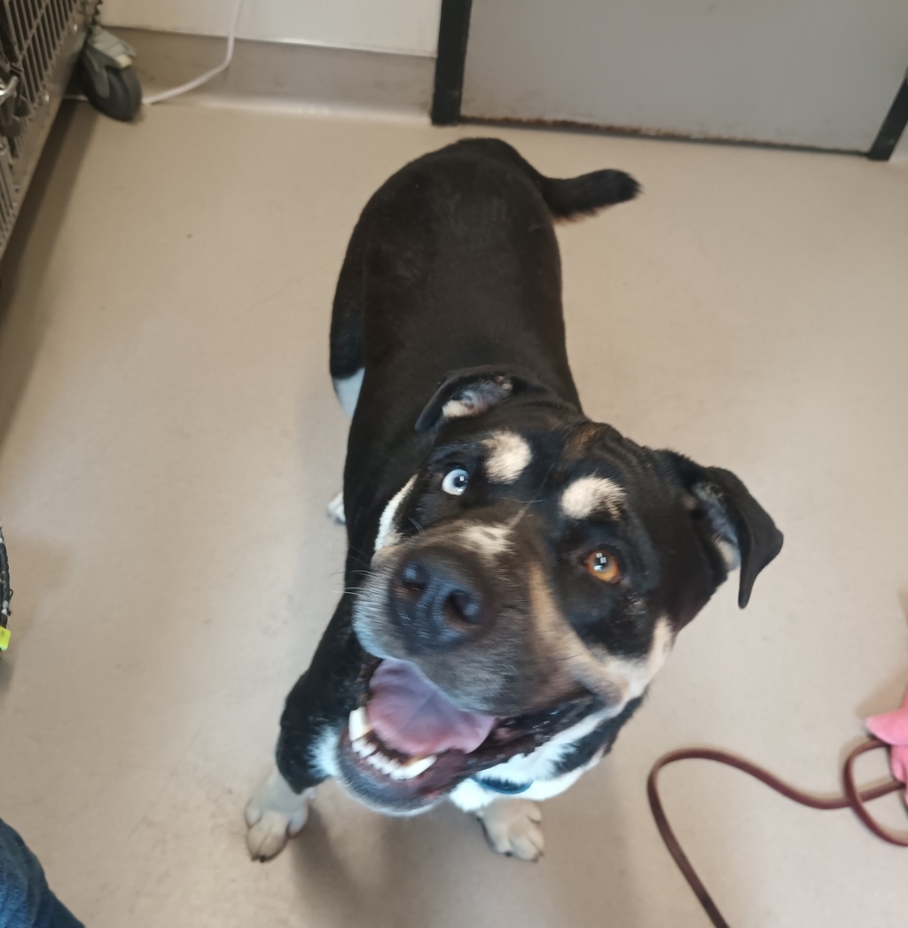 Shelter Stray Male Dog last seen Colony Road, La Mesa, CA, 91942, El Cajon, CA 92020, USA