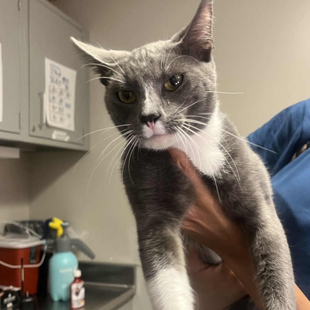 Shelter Stray Male Cat last seen Near E 14th Street, SAN LEANDRO, CA, 94578, 8323 Baldwin St, Oakland, CA 94621, USA